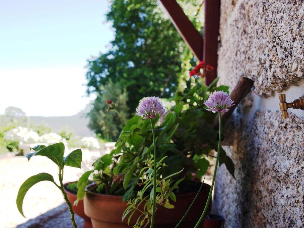 阿马兰特 Quinta Da Pousadela - Agroturismo旅馆 外观 照片